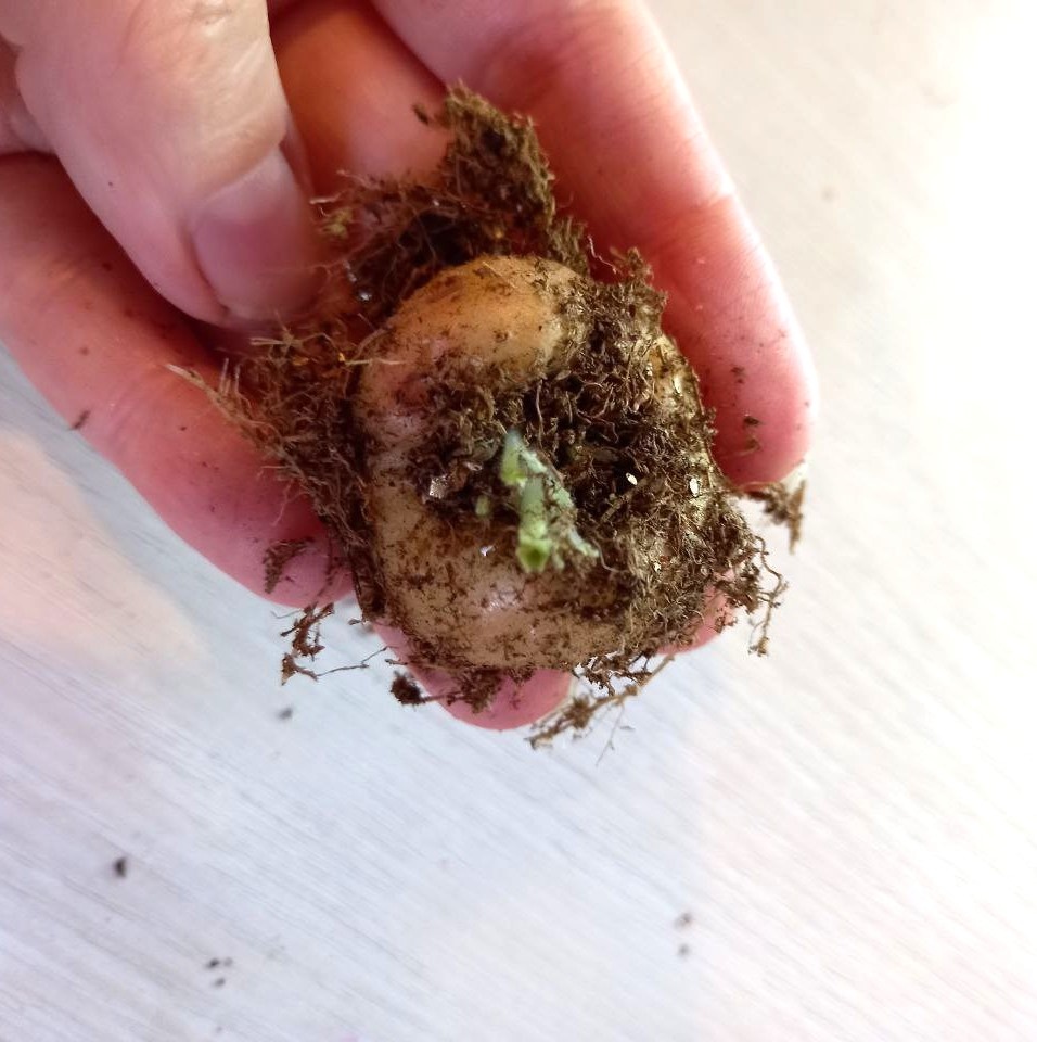 Клубень глоксинии: инструкция первой помощи 🌱