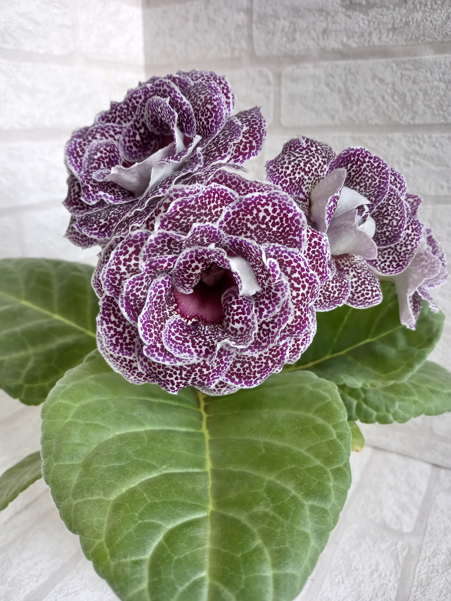 При правильном подходе из маленького клубня вырастет красивый куст с пышными цветами