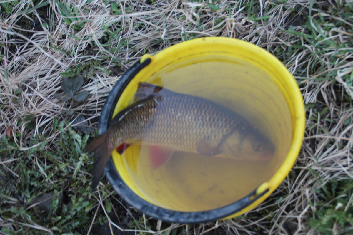 Где-то в Псковской деревне. Фото Автора.