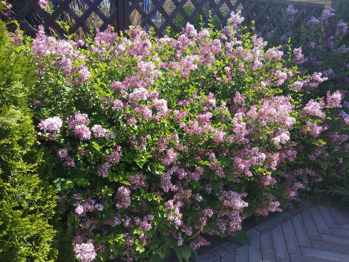 Сирень Мейера Палибин в живой изгороди 