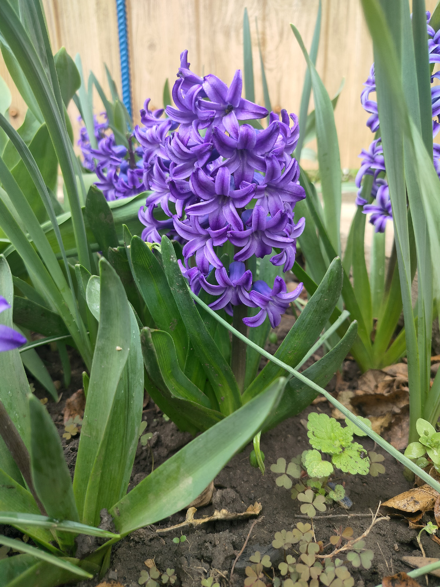 
Весна это время между зимой и летом. В Северном полушарии продолжается с момента весеннего равноденствия '20 или 21 марта' до момента летнего солнцестояния '21 или 22 июня'. Как мы ждём это время года, природа оживает, птички поют, всё пробуждается, расцветает и радует нас. На душе становится тепло и хорошо....