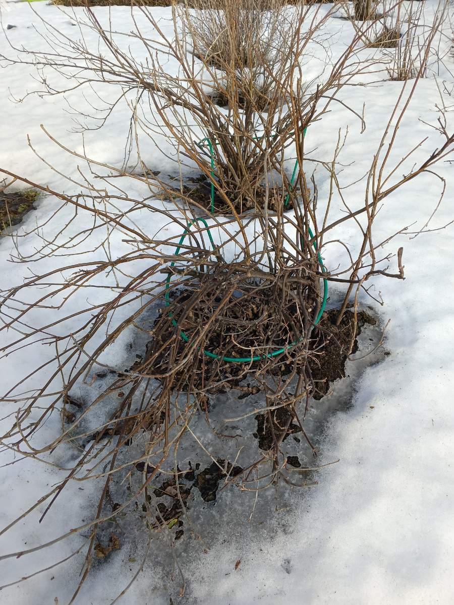 фото автора: так сейчас на даче, снегу хватает, делать на огороде ничего нельзя, ждем тепла