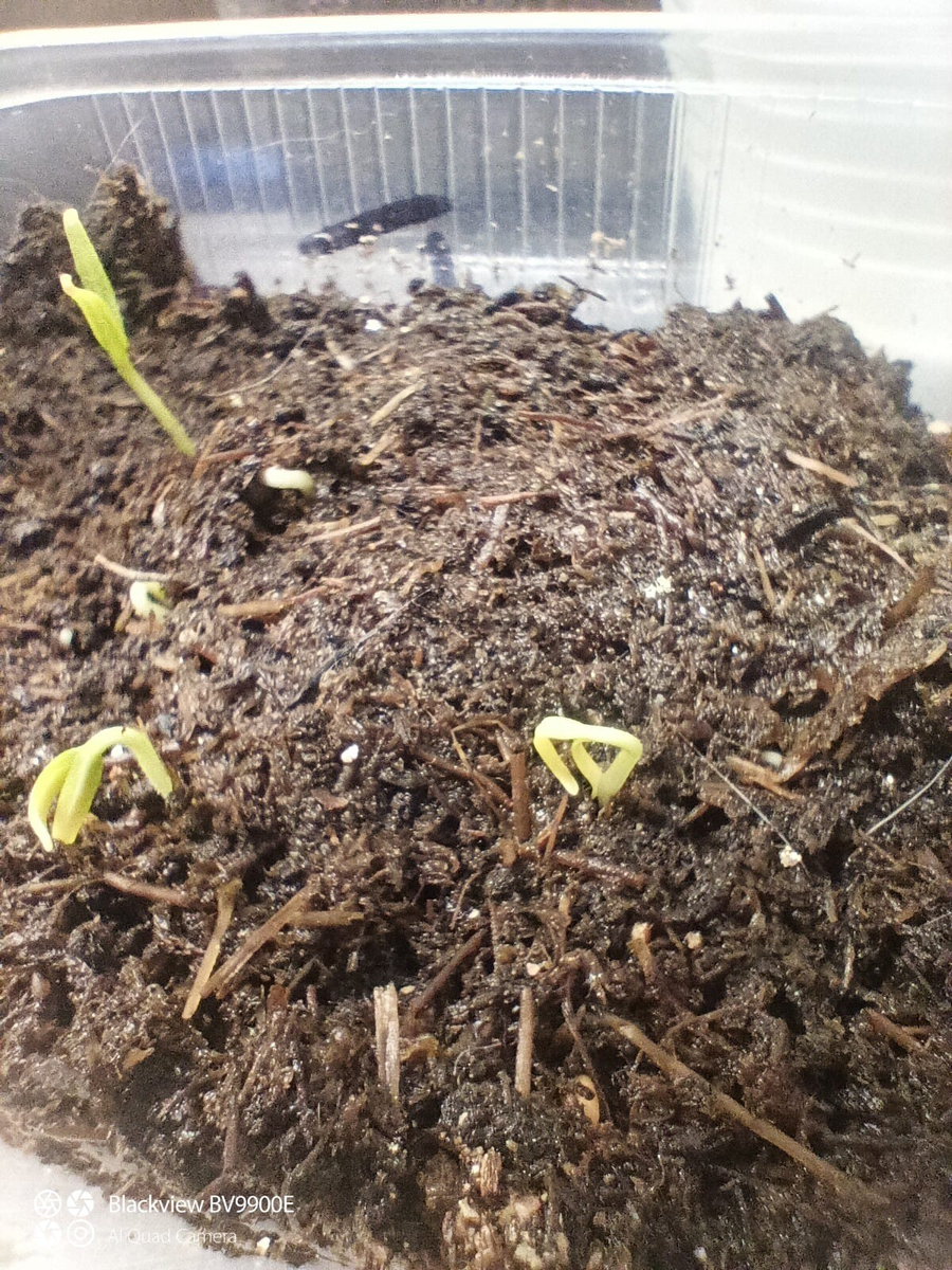 Что-то всходит