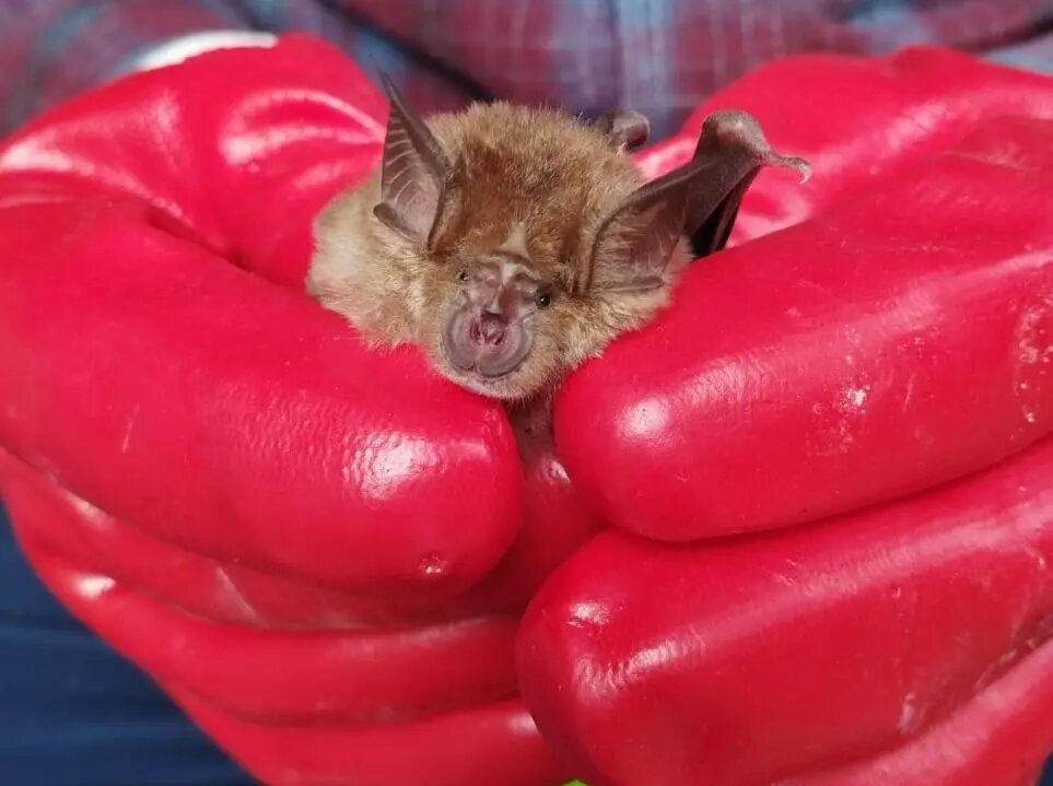     © Пресс-служба Сочинского национального парка. Алексей Ромашин