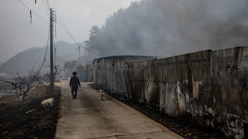 Последствия лесных пожаров в Южной Корее.📷Фото: Chris Jung / NurPhoto / Getty Images