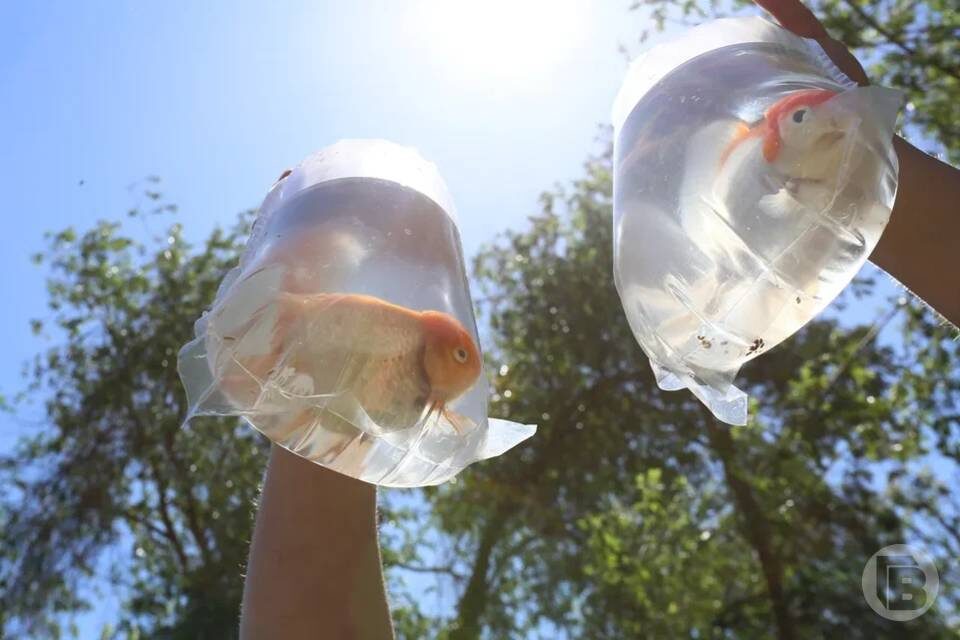    Фото: Дмитрий Рогулин / "Городские вести"