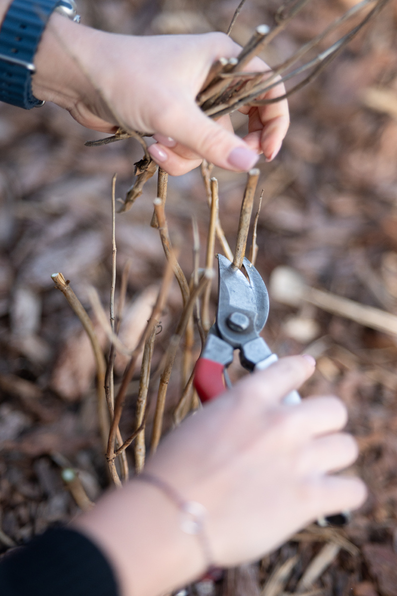 Обрезка кустарников