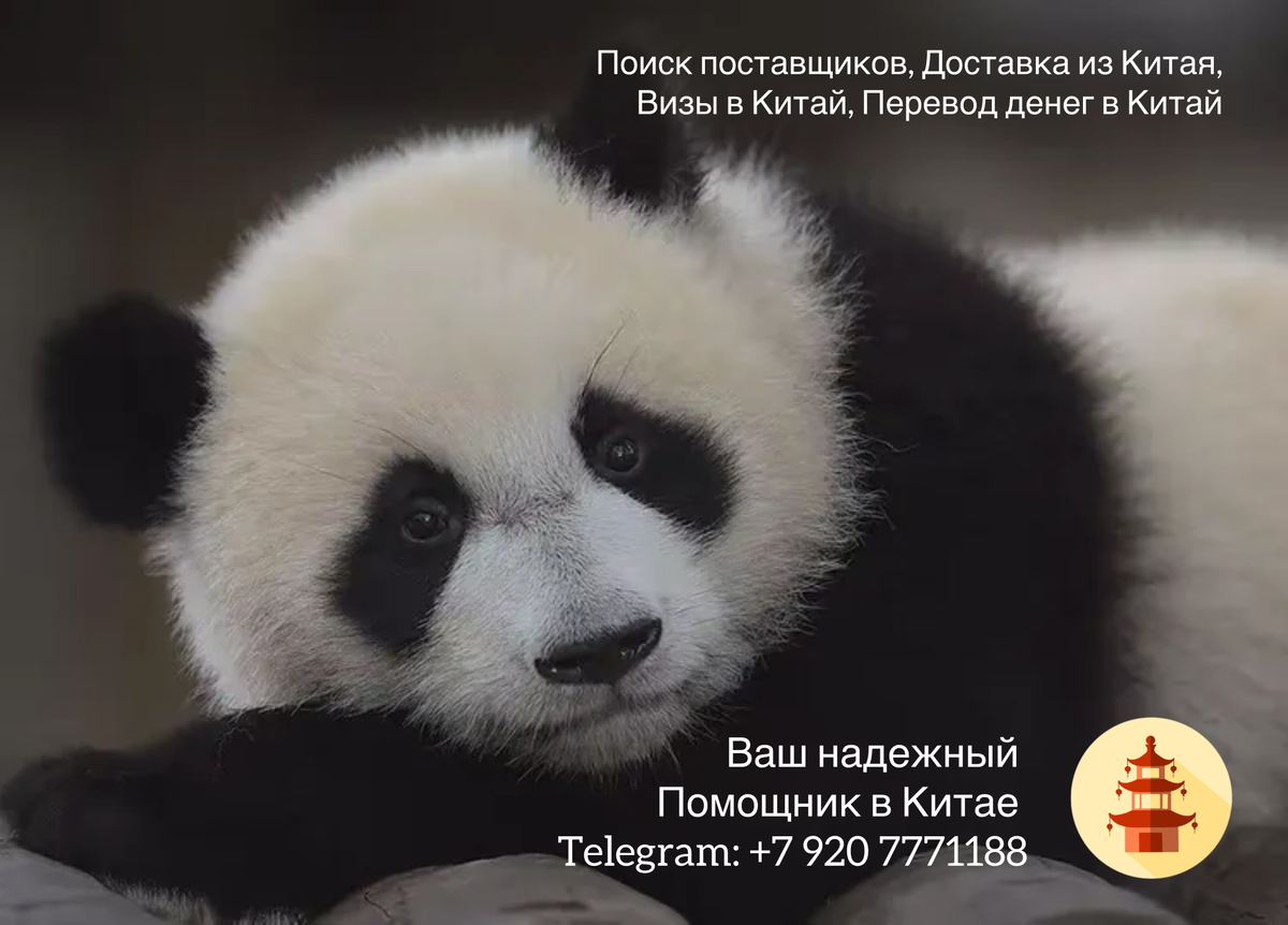 Чэнду: город панд, острой кухни и гармонии традиций 