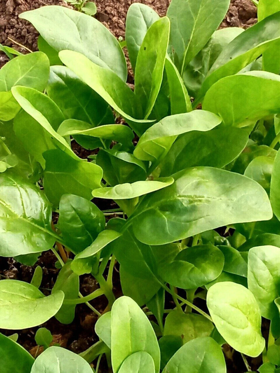 Шпинат жирнолистовой. Фото автора.