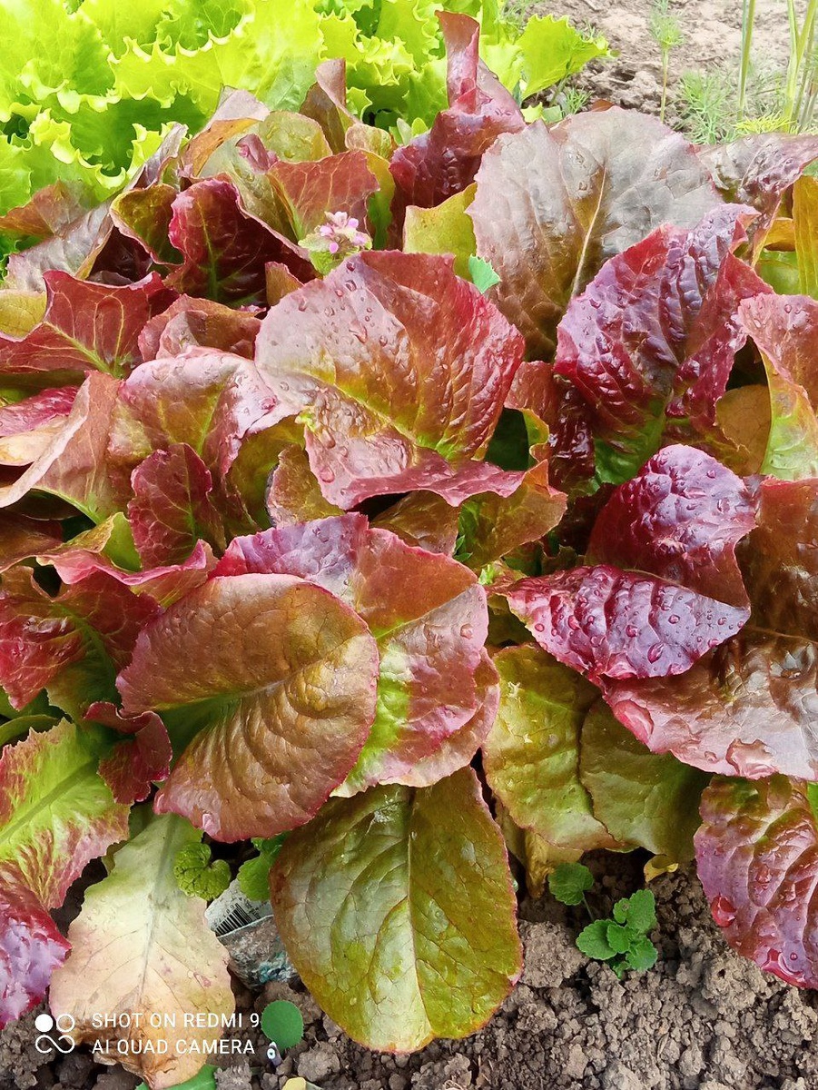 Разнообразные сорта салата. Фото автора. Листайте галерею.