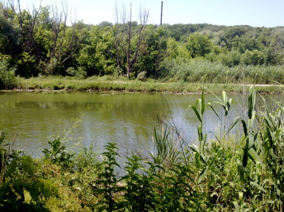    Река Темерник / Гайдук,commons.wikimedia.org