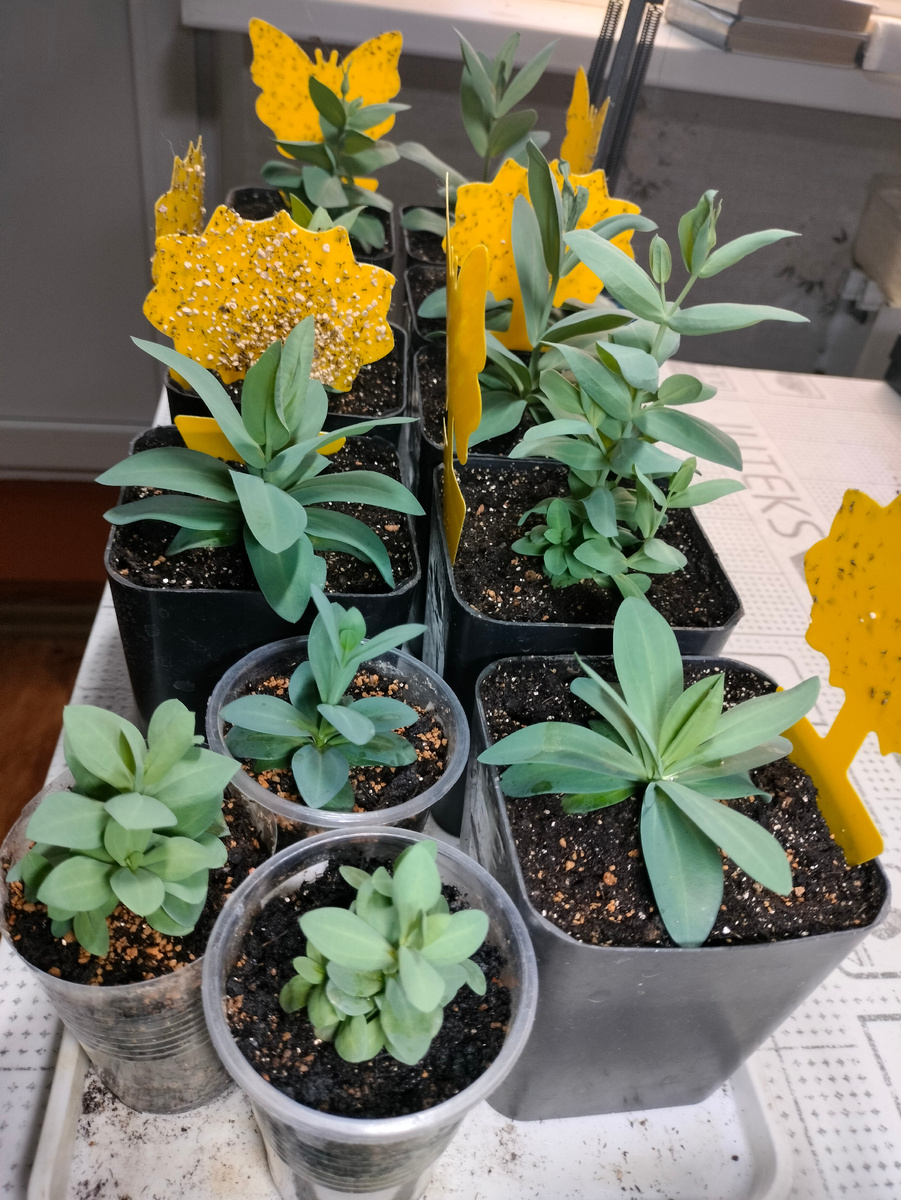 Фото автора. Мои эустомы