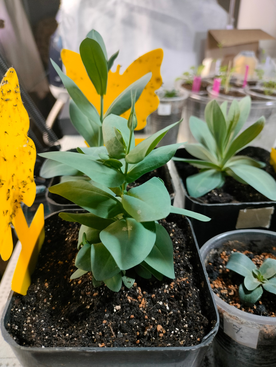 Фото автора. Видно, что бутончик на эустомке