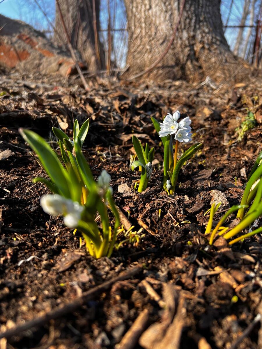 Такая  нежность, второй год она у меня уже.