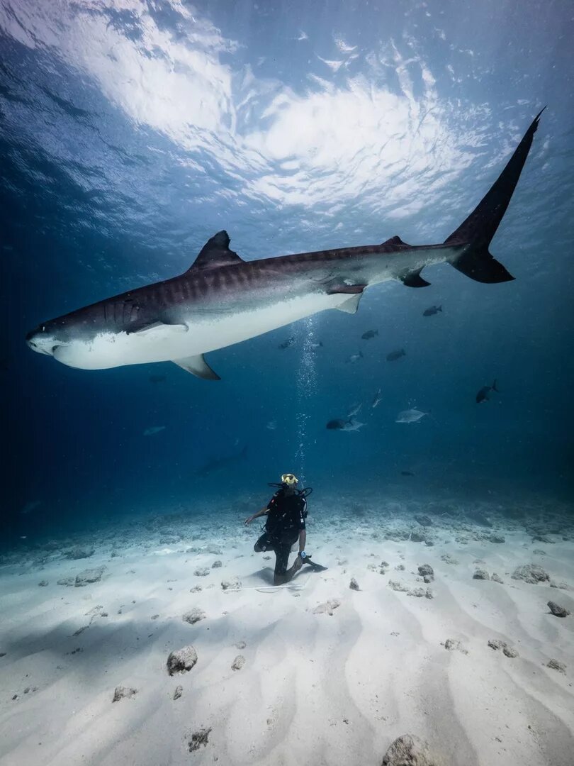 Tiger Zoo на Фувамуле 🦈