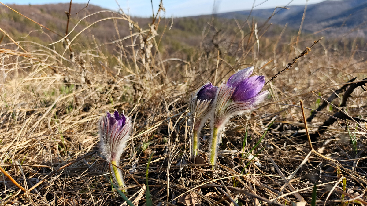 Фото первоцветов этого марта. Сделала вчера во время прогулки по нашим Жигулёвским горам.  