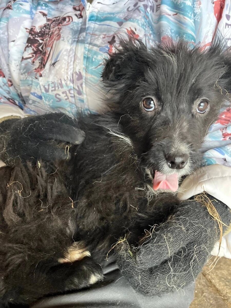 Такой Малинка приехала из леса