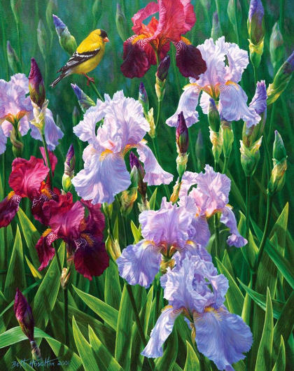 Бет Хозелтон (Beth Hoselton)