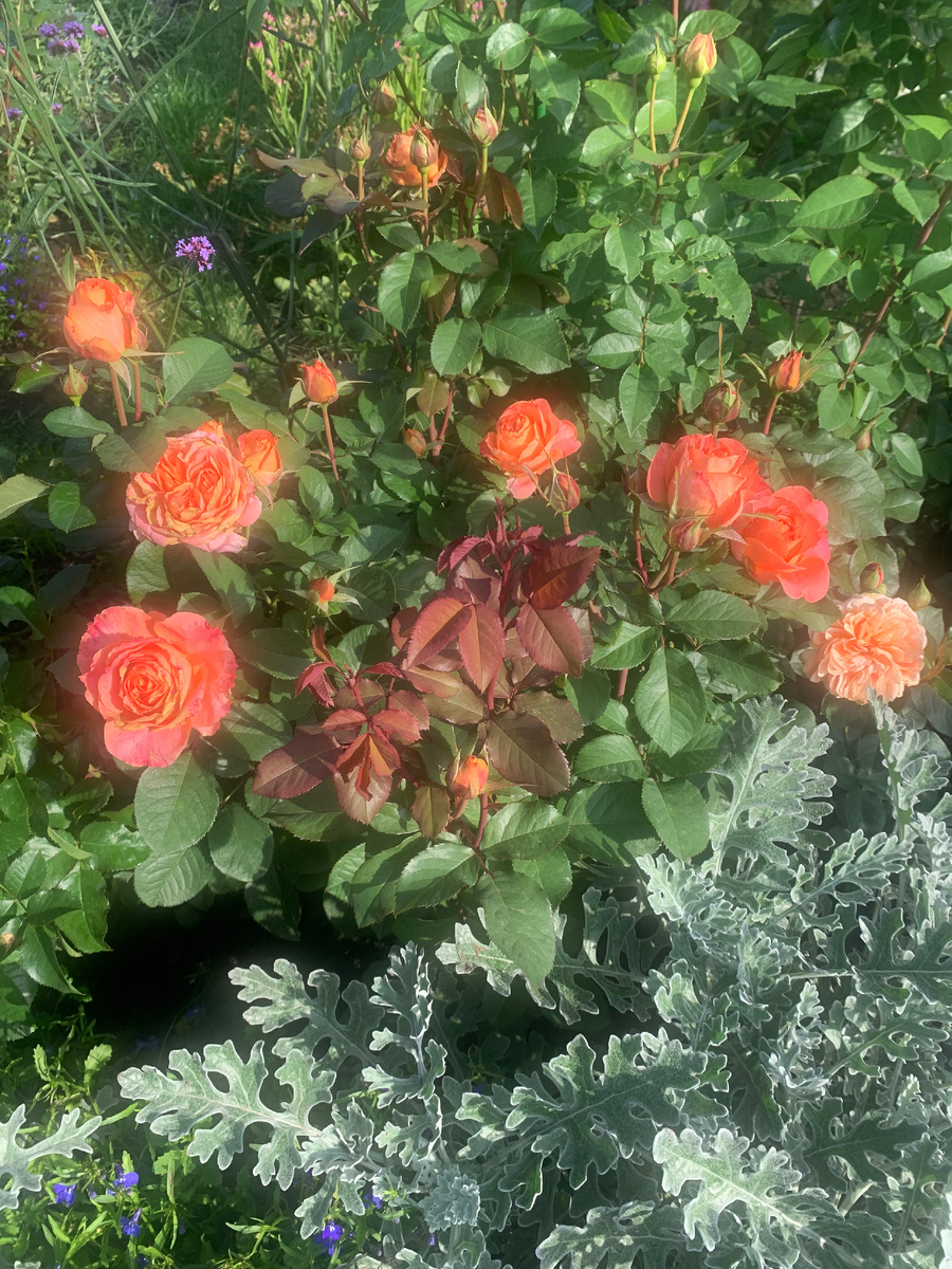 роза Вивьен Вествуд, все фото автора