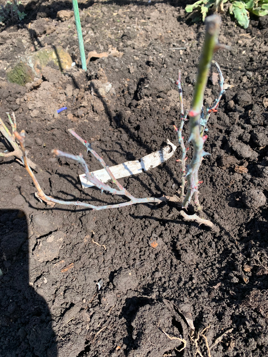 роза Сурир дю Авр, все фото автора