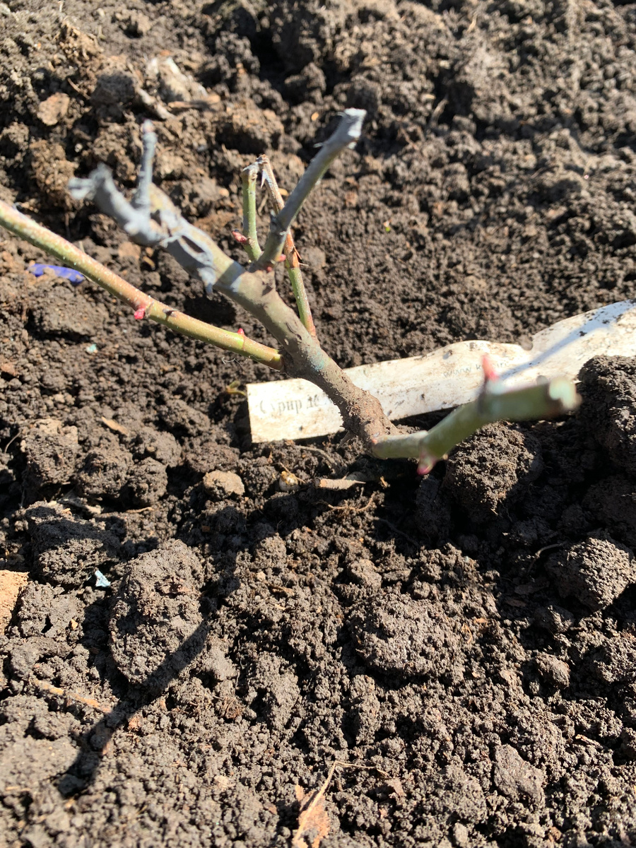 роза Сурир дю Авр