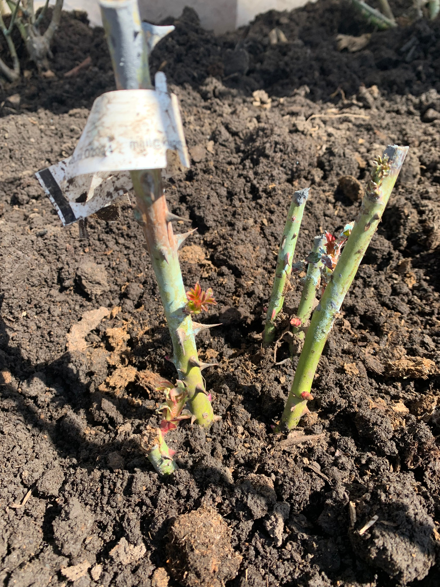 роза Вайкики