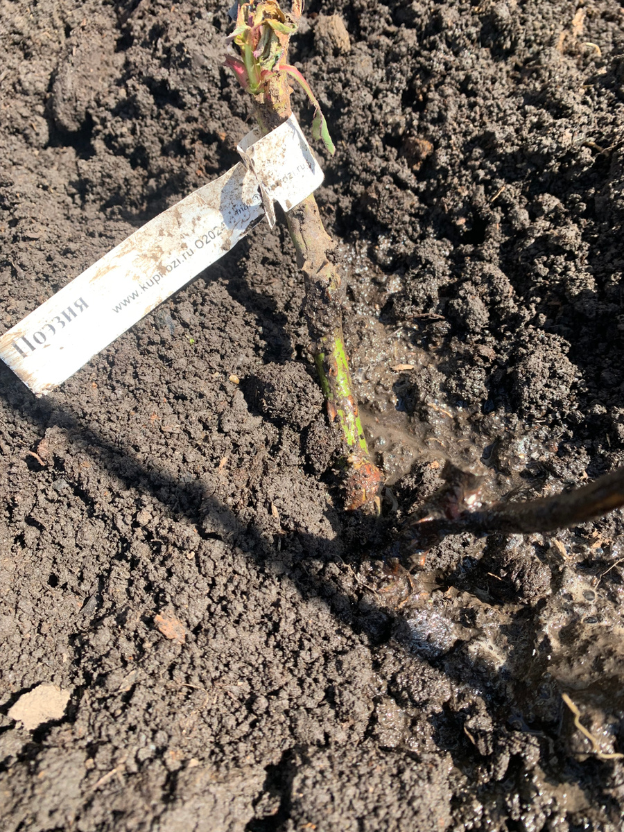 роза Поэзия, фото от 10 апреля