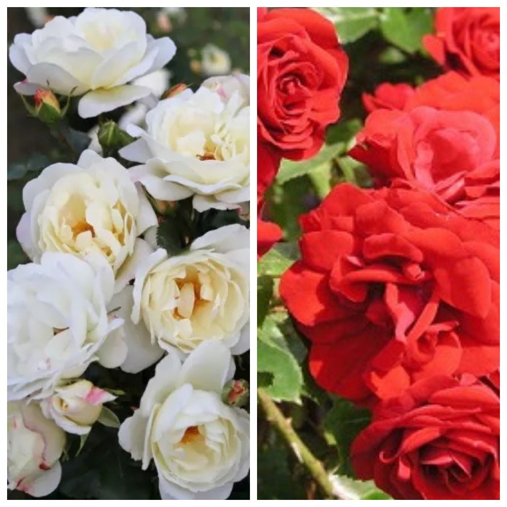 коллаж из роз Вайс Вольке и Амадеус.