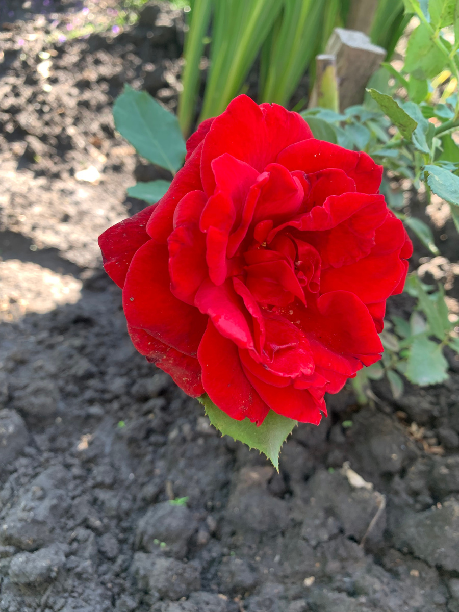 роза Квадра. Все фото автора