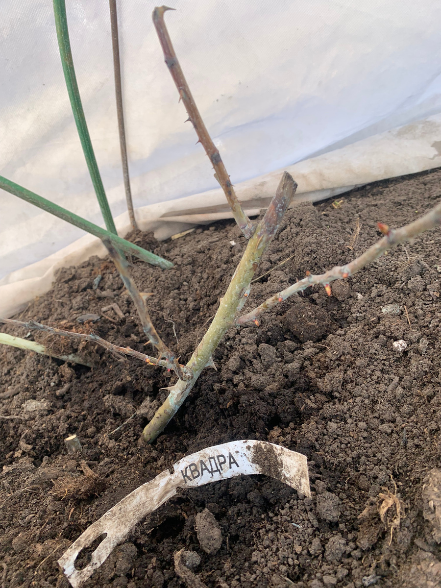 роза Квадра