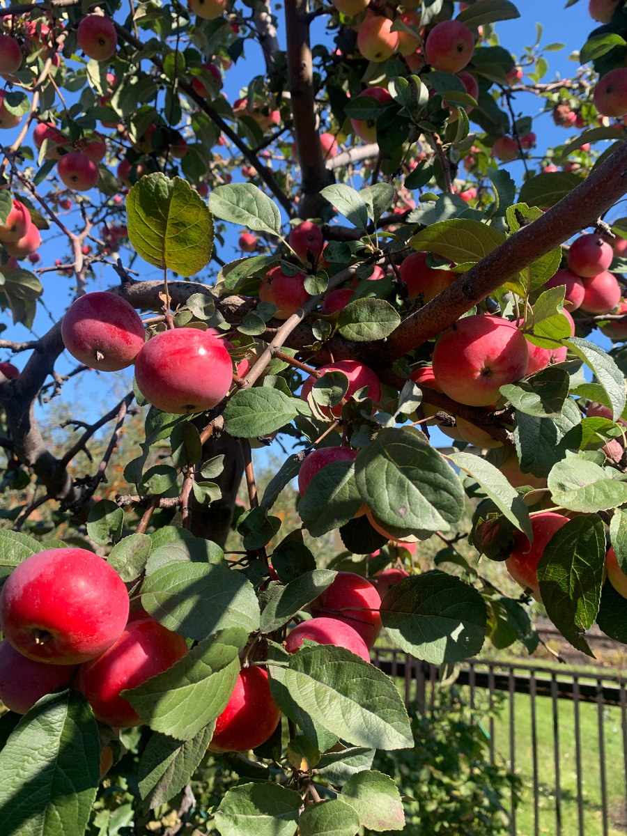 Полукультурка, все фото автора.