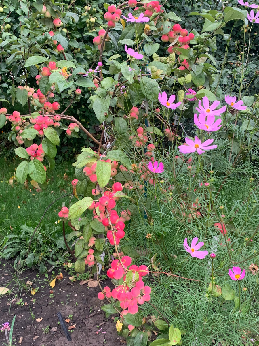 сорт Алые паруса