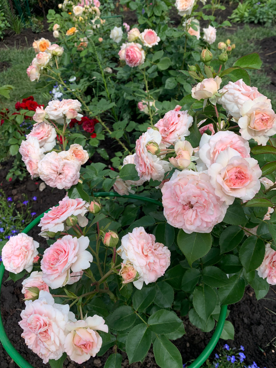 роза Мария Терезия.