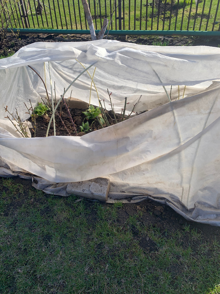 розарий Красный