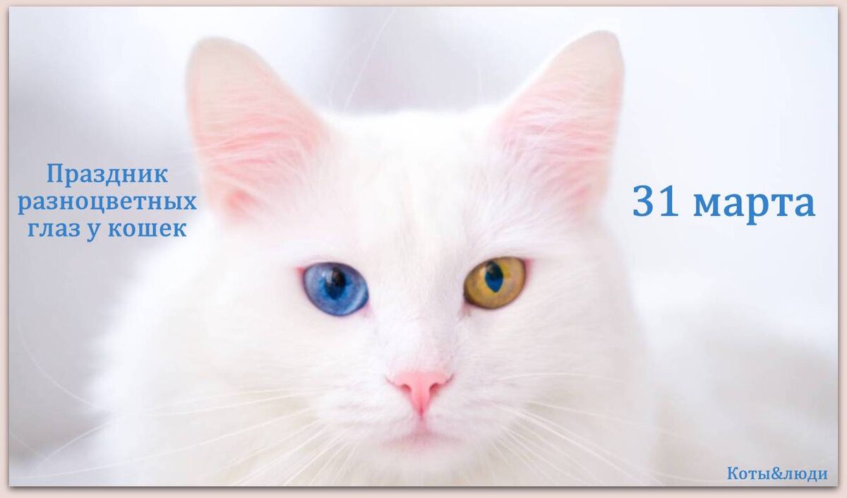 Коллаж автора. Источник фото: https://www.amoreaquattrozampe.it/gatti/salute-gatti/gatto-malattie-turco-van-razza/119468/amp/