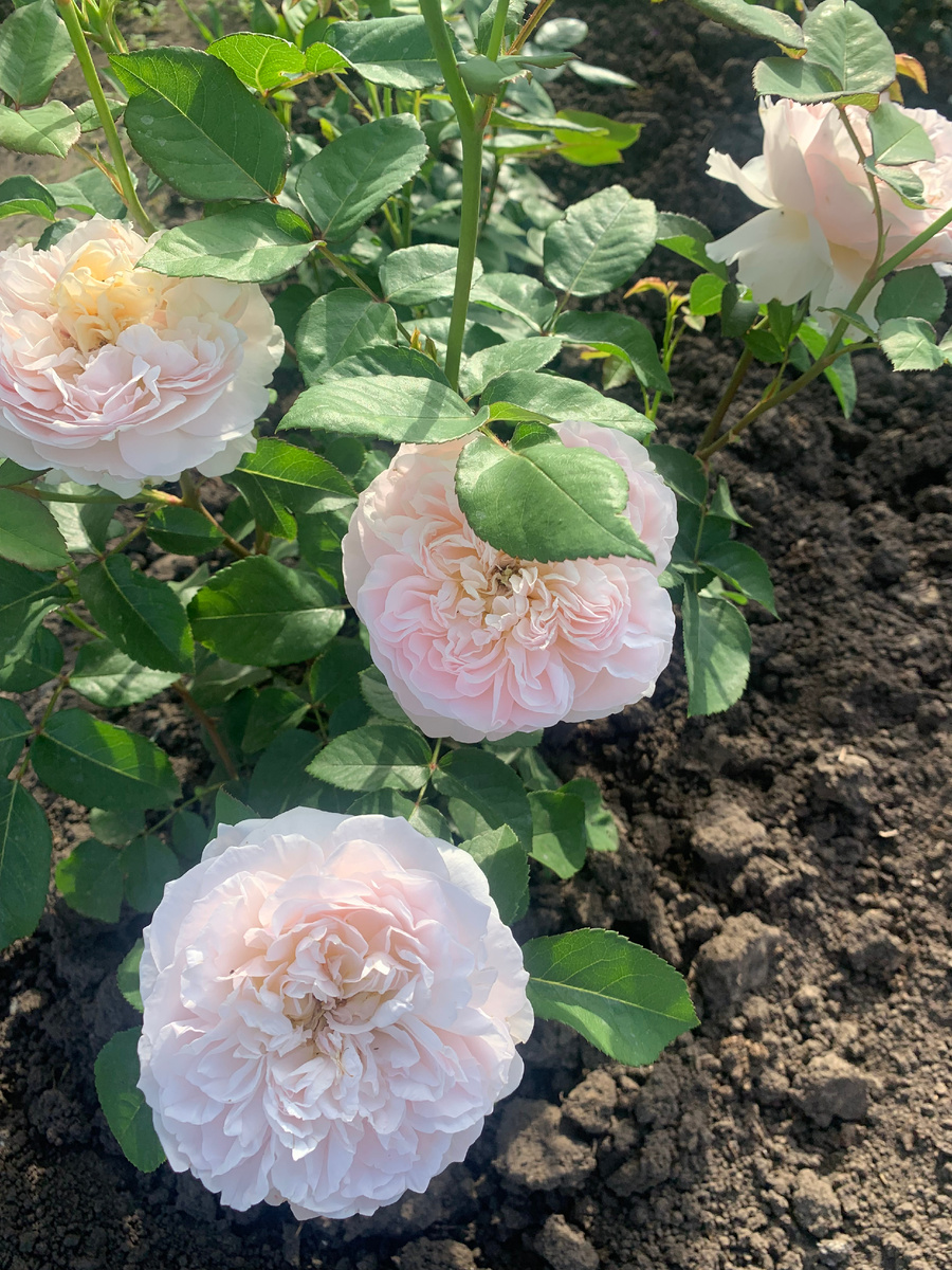 роза Эвелин, все фото автора