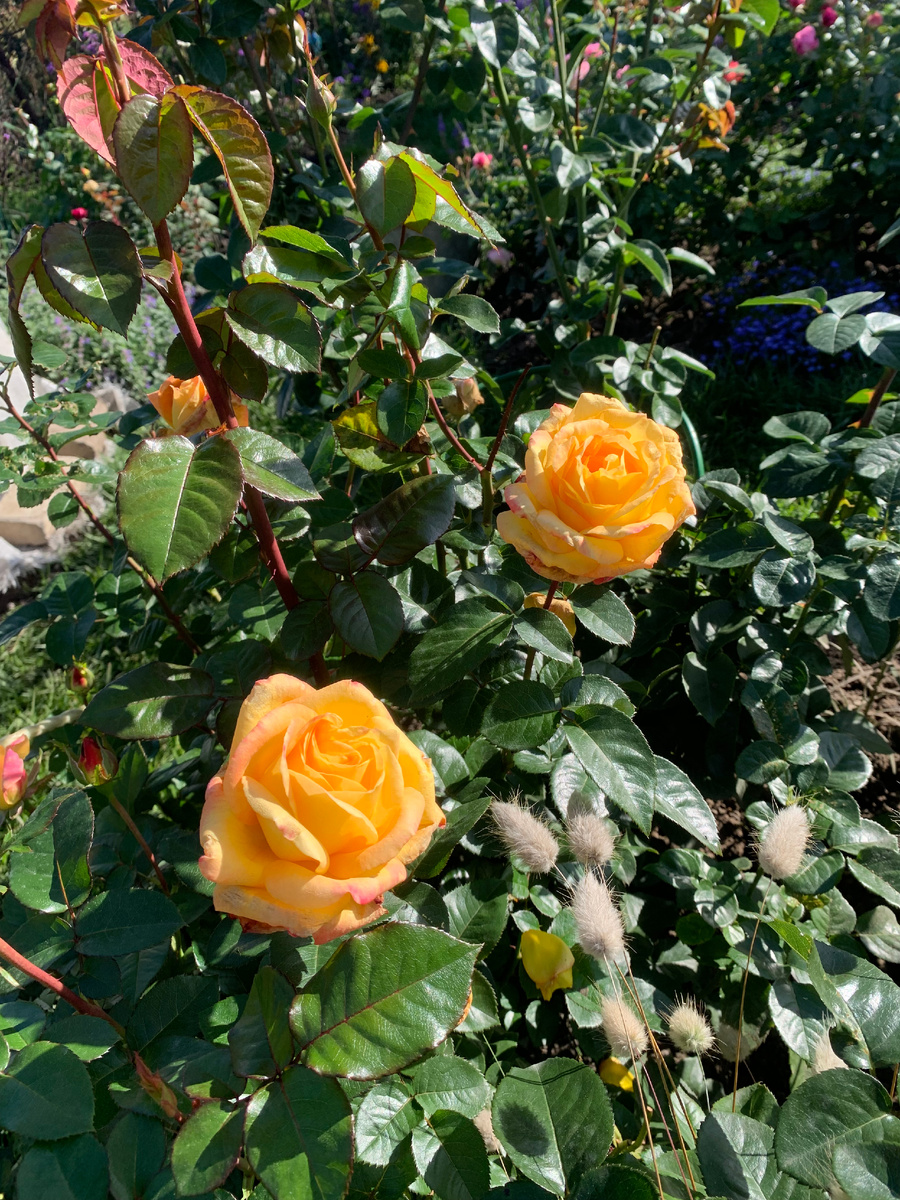 роза Восточный Экспресс