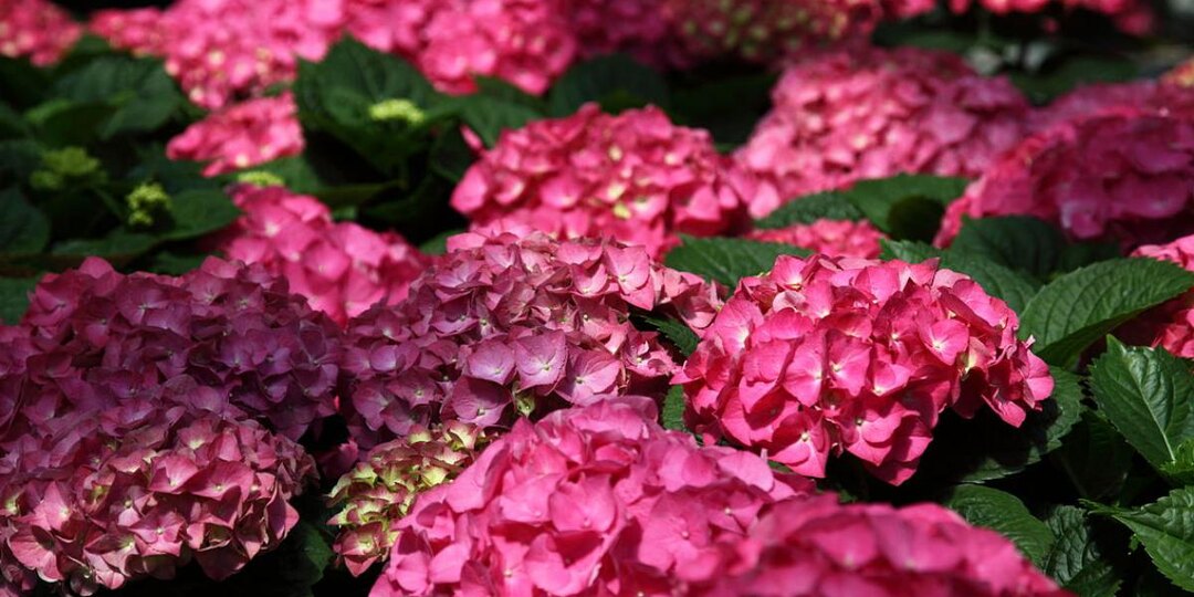 Удобрения для гортензий: как получить пышные цветы, а не голые листья