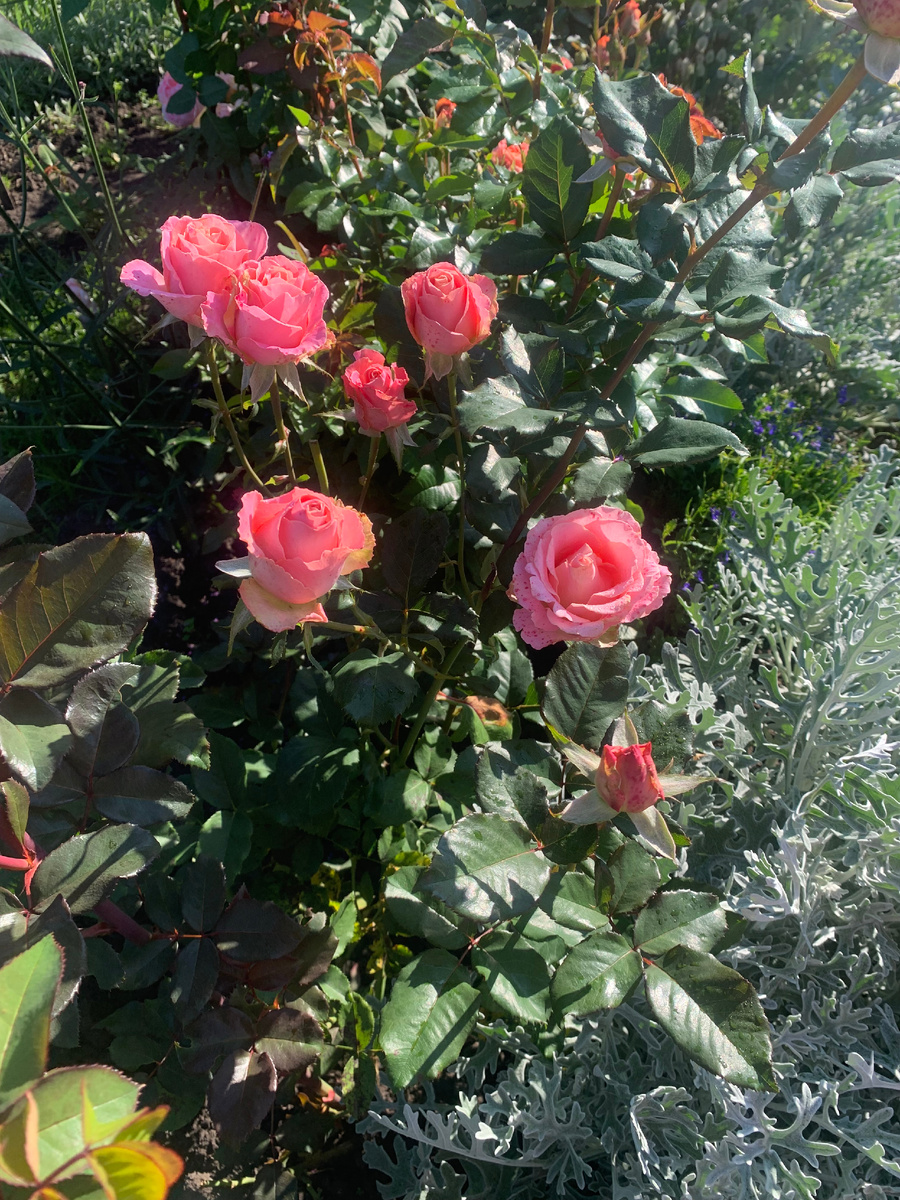 роза Эрмоза, все фото автора.