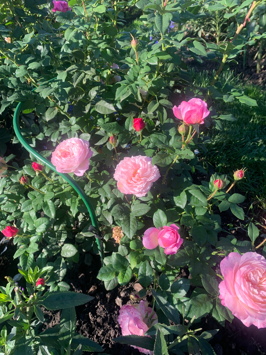 роза Констанс.