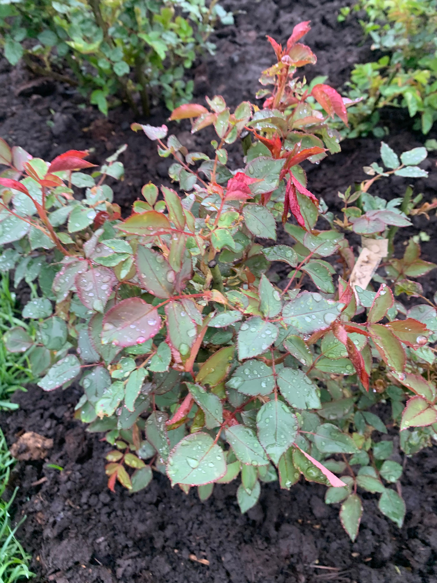 роза Папа Иоан Павел 2, все фото автора