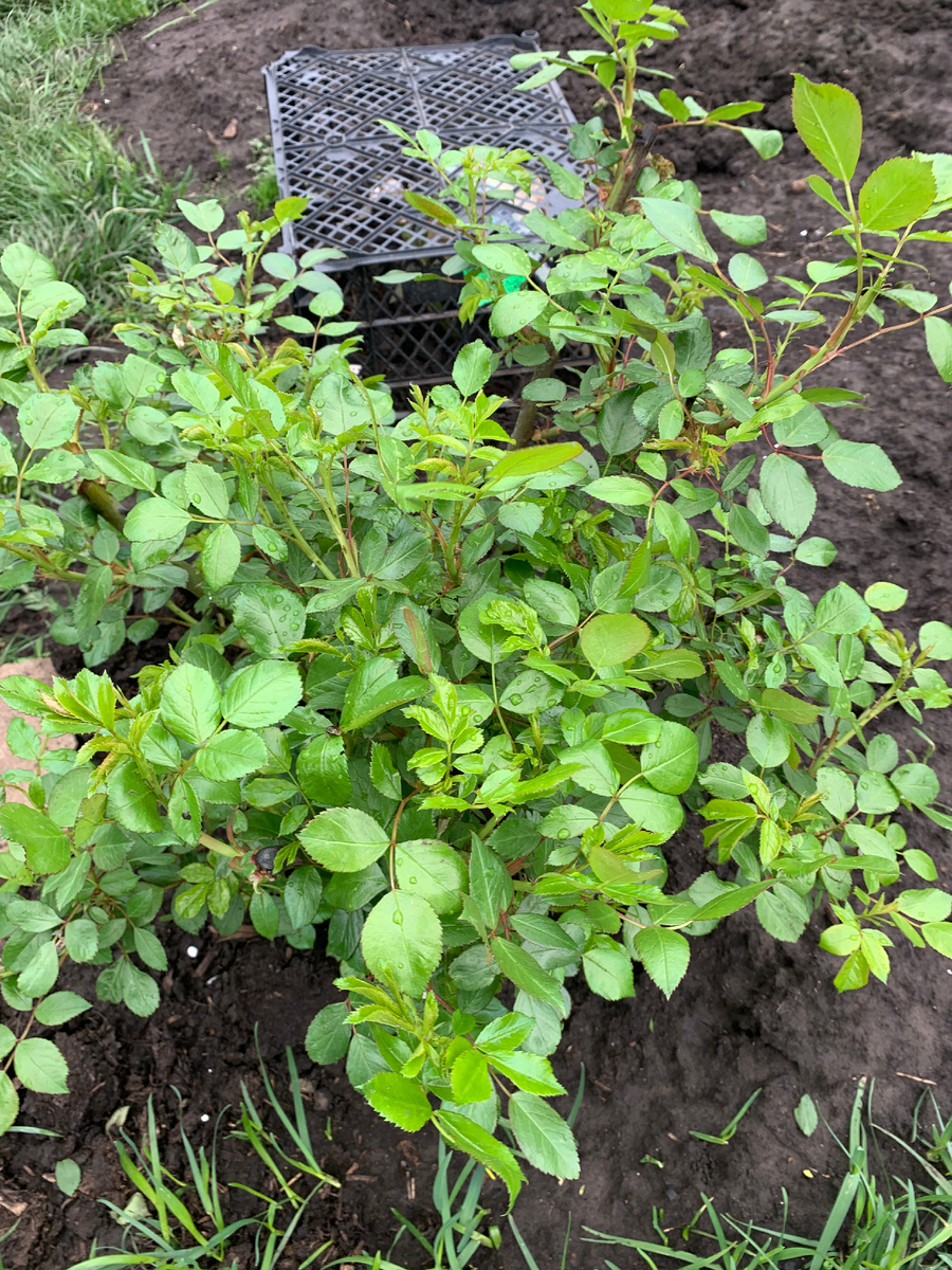 роза Ангела