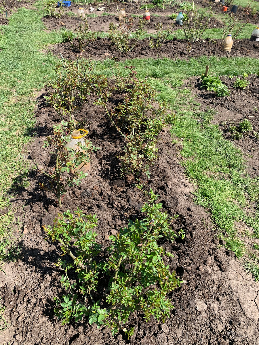 розарий Рассвет. Все фото автора