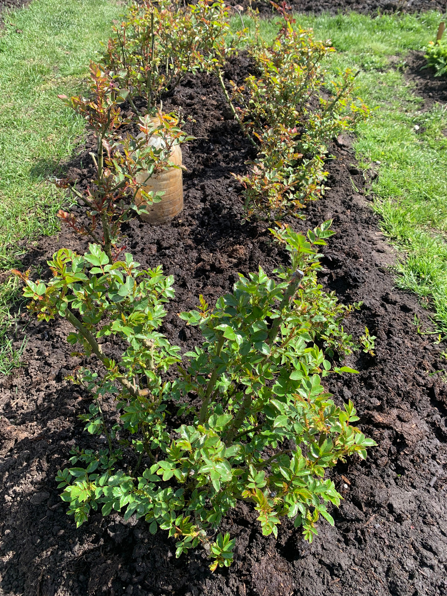 розарий Рассвет, все фото автора.