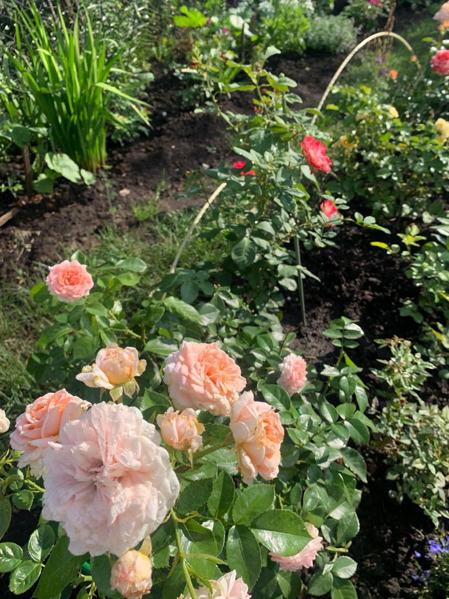 роза Кремоза. 