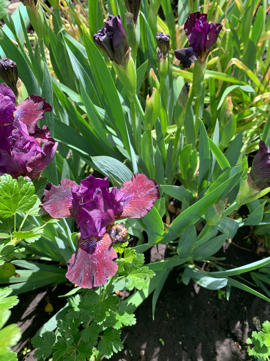 ирис, все фото автора