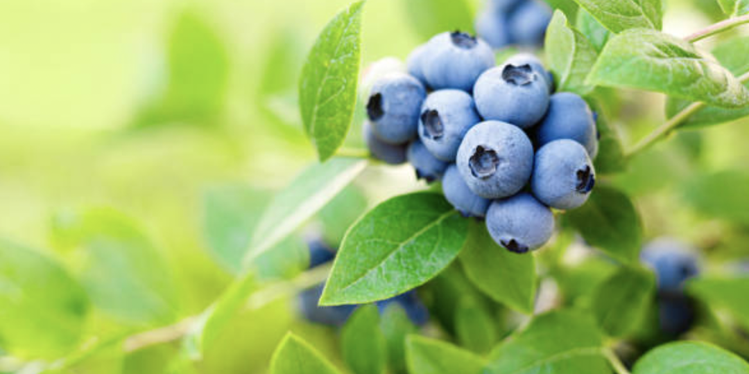 Голубика. Простой секрет.