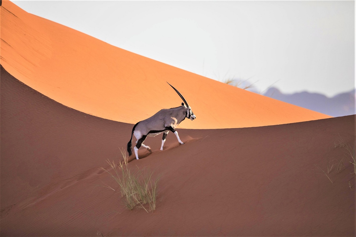 Антилопа орикс в дюнах