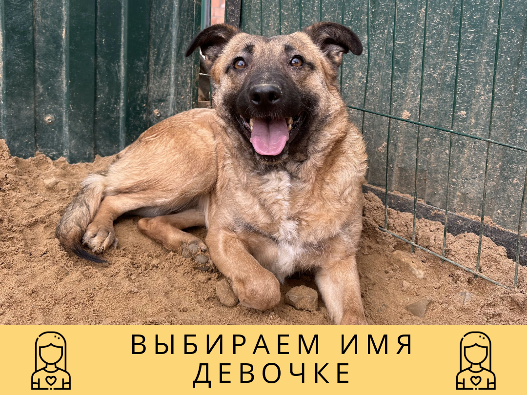 Пока собачка без имени.