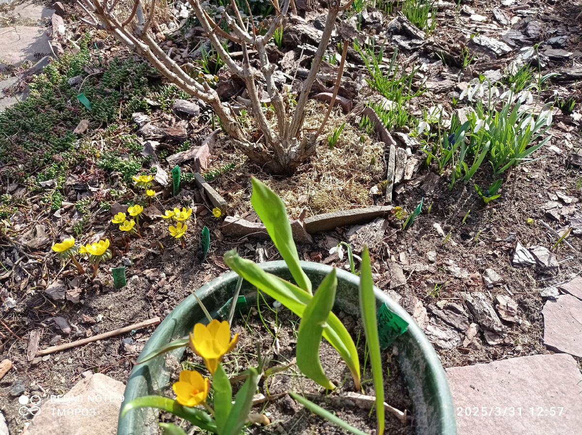 Еще немного, довольствуюсь, чем есть. В горшках - новые дикие тюльпаны